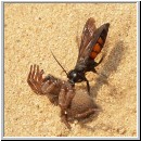 Anoplius viaticus - wegwespe-02.jpg